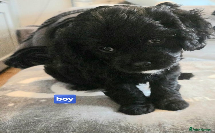 Cavapoo dogs - Advert 3