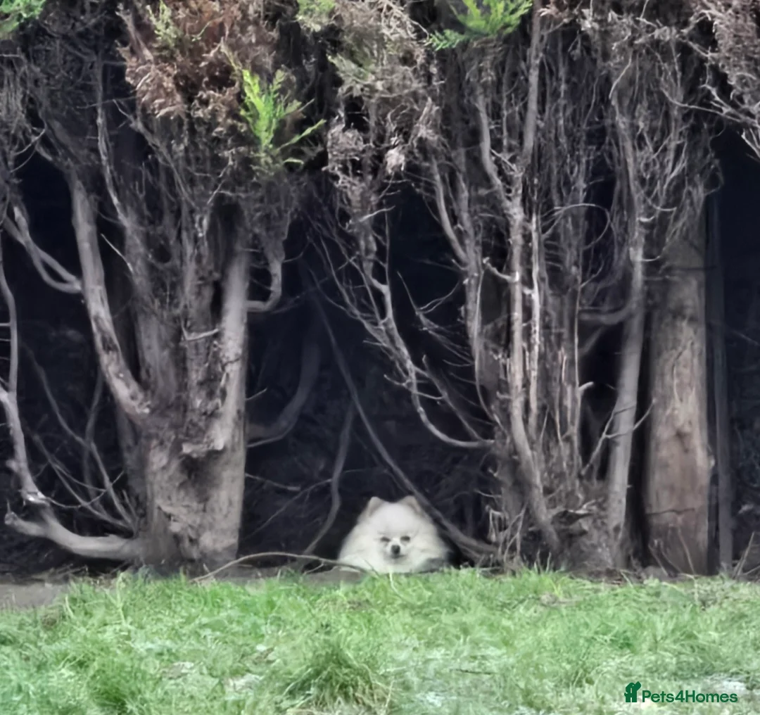 Pomeranian dogs for stud: Beautiful Pom available for Stud😍 in Wisbech - Advert 2