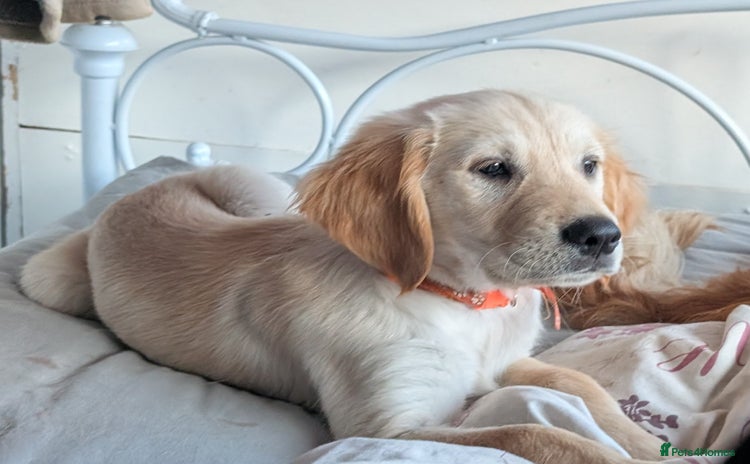 Golden Retriever dogs - Advert 11