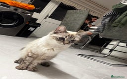 Ragdoll cats for sale: Ragdoll kittens  - Image 34