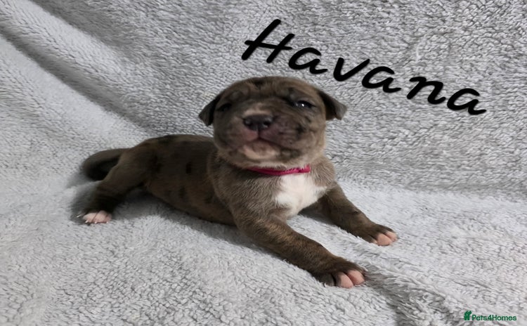 Boxer dogs Beautiful Boxer cross - Advert 3