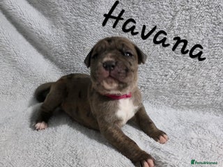 Boxer dogs Beautiful Boxer cross - Advert 1