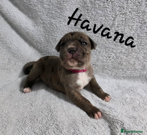 Boxer dogs Beautiful Boxer cross - Advert 3