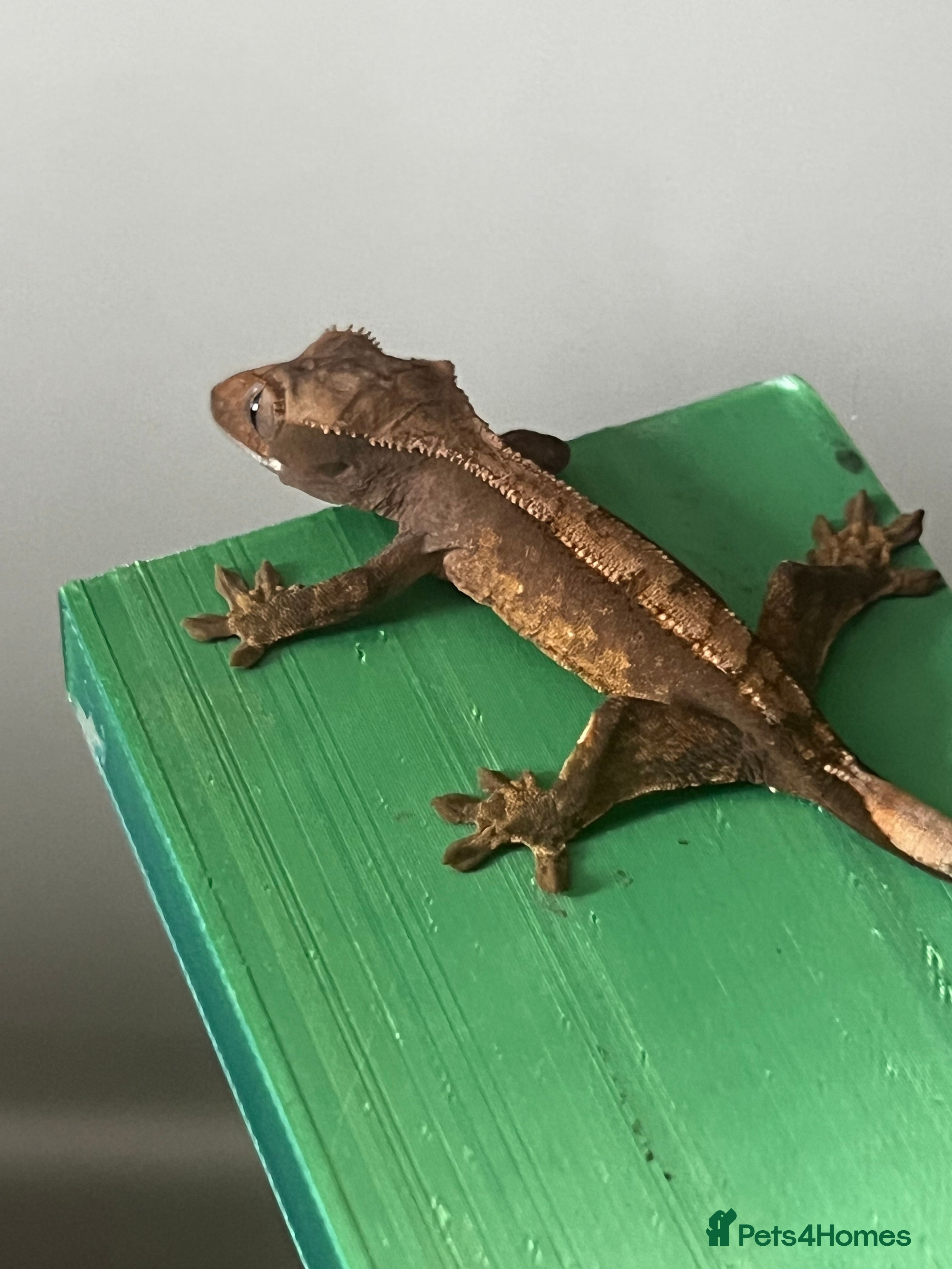 Gecko reptiles Baby crested geckos. - Advert 12