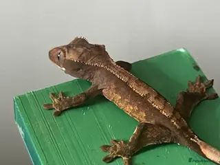 Gecko reptiles Baby crested geckos. - Advert 21