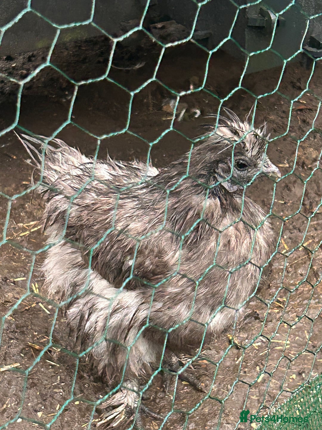 Chickens poultry for sale: Grey silkie Hen  - Image 1