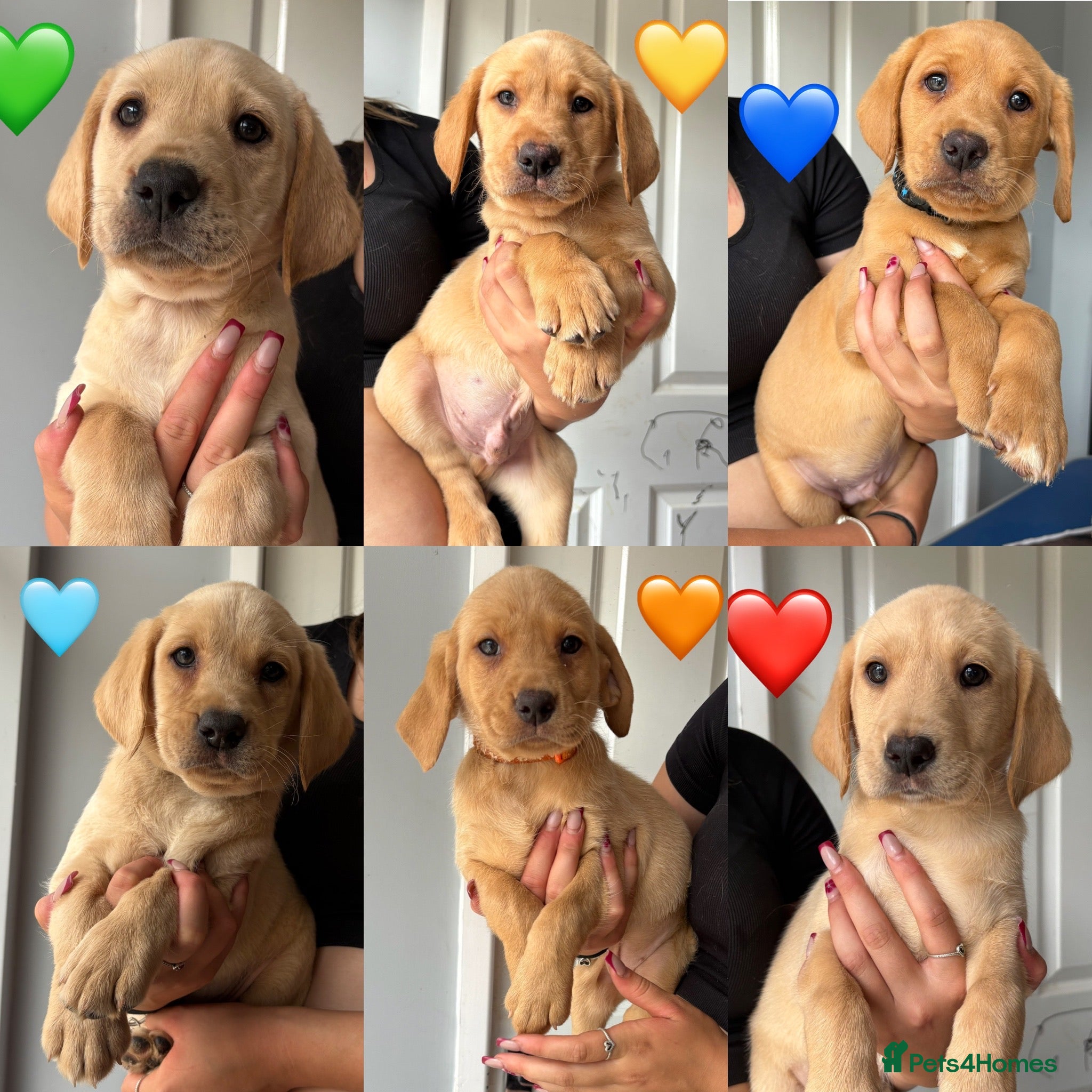 Labrador Retriever dogs Outstanding Labrador Puppies 🐶  - Advert 1