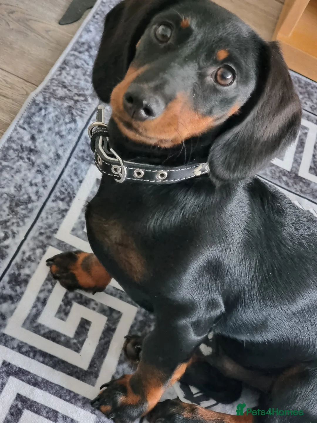 Miniature Dachshund dogs for sale: 9 months old miniature dachshund  - Advert 2