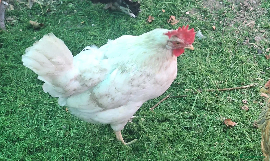Hens poultry for sale: Free range hens - Advert 5