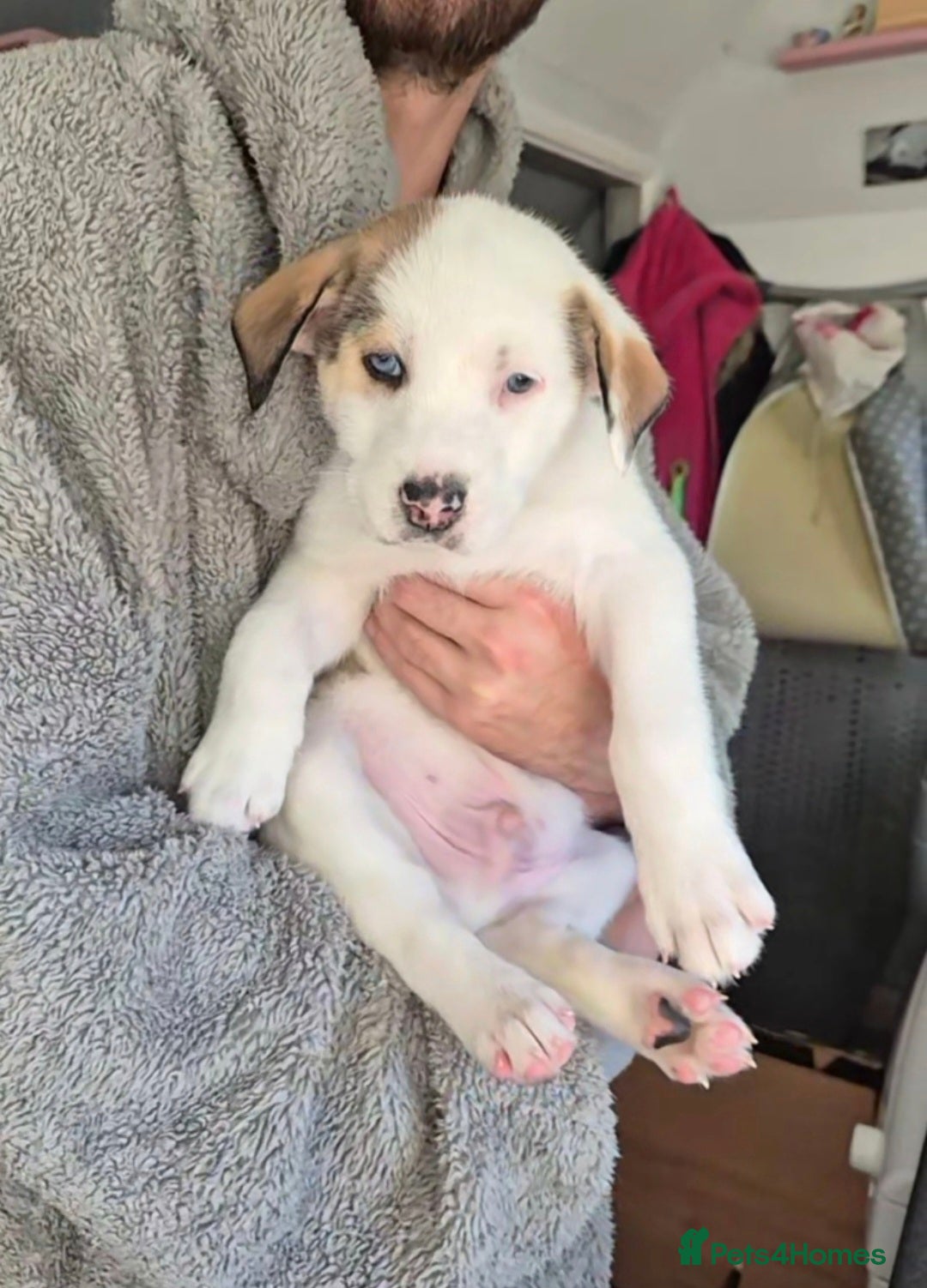 Mixed Breed dogs for sale: Husky mix puppies. Ready to leave! - Image 24