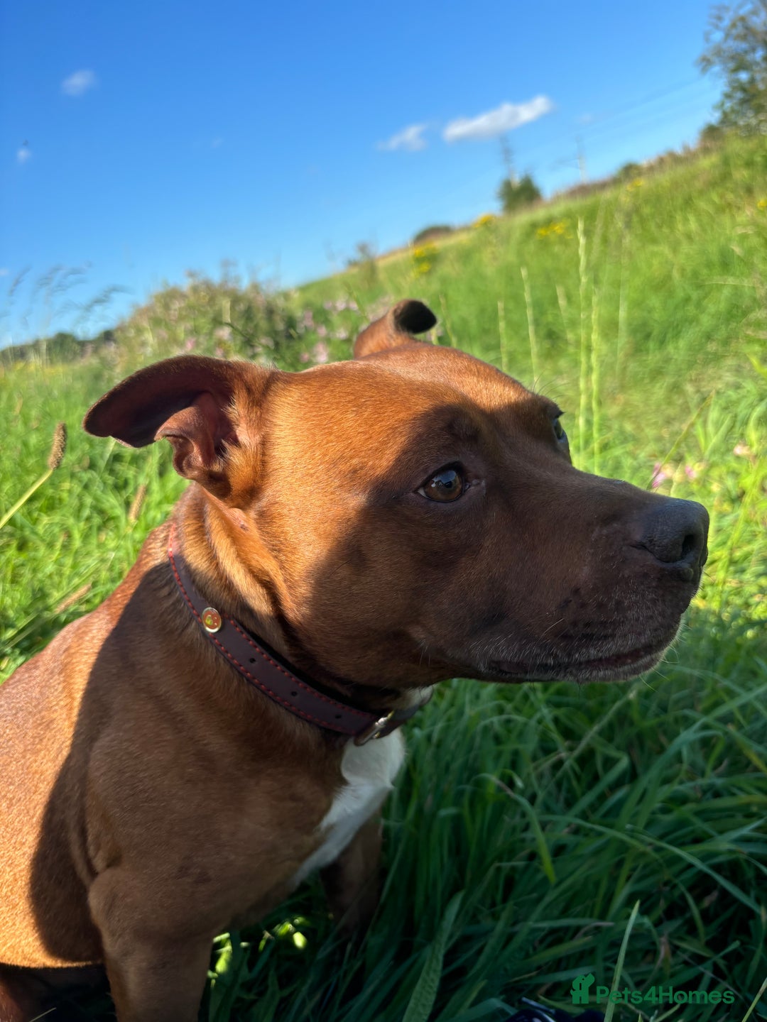 Staffordshire Bull Terrier dogs for stud: Stud  - Image 4