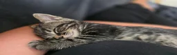 Mixed Breed cats for sale: 3 beautiful babies looking for forever homes - Advert 23