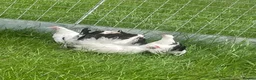 Chickens poultry for sale: Japanese Black Tail hens - Advert 4