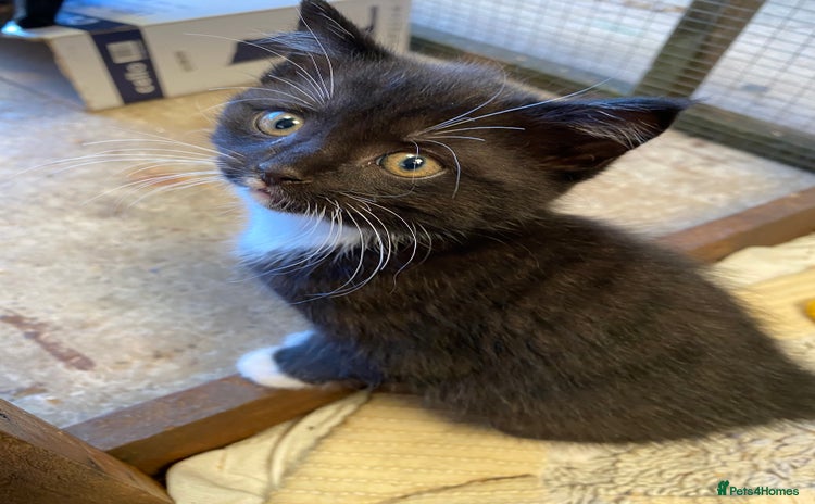 Mixed Breed cats - Advert 5