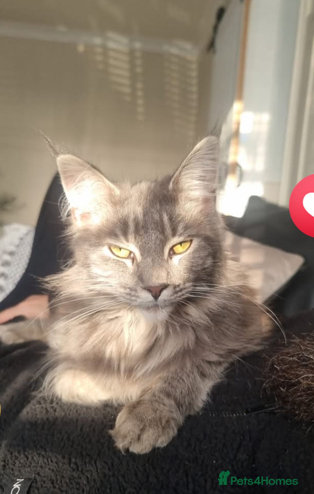 Maine Coon cats for sale: MAINECOON kittens large fluffy  - Image 8