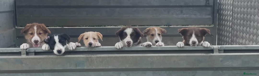 Bearded Collie dogs for sale: Beautiful bouncing Beardies  - Advert 2