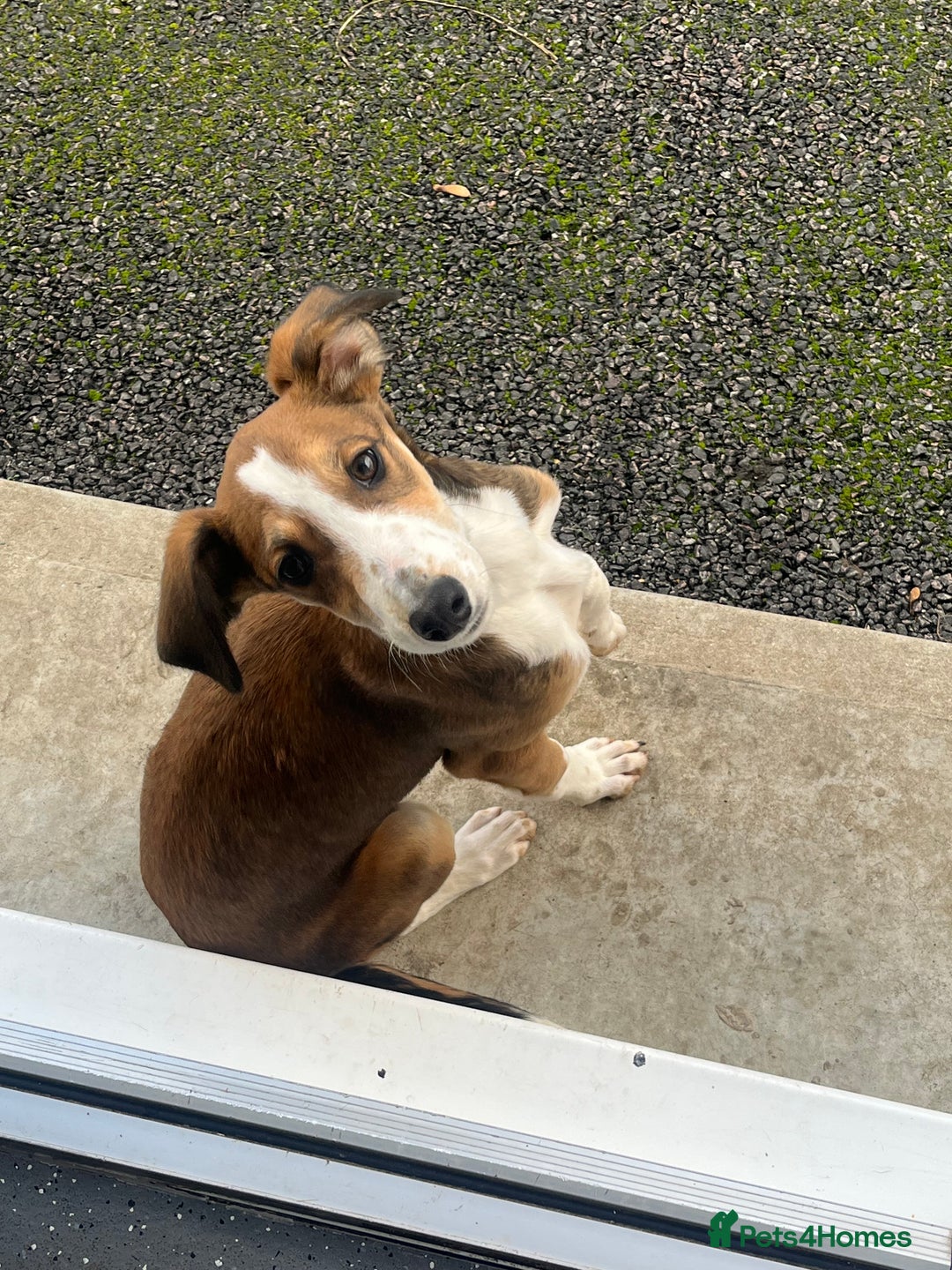 Lurcher dogs for sale: Beautiful lurcher puppy - Advert 1