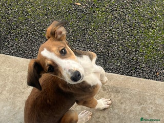 Lurcher dogs Beautiful lurcher puppy - Advert 3