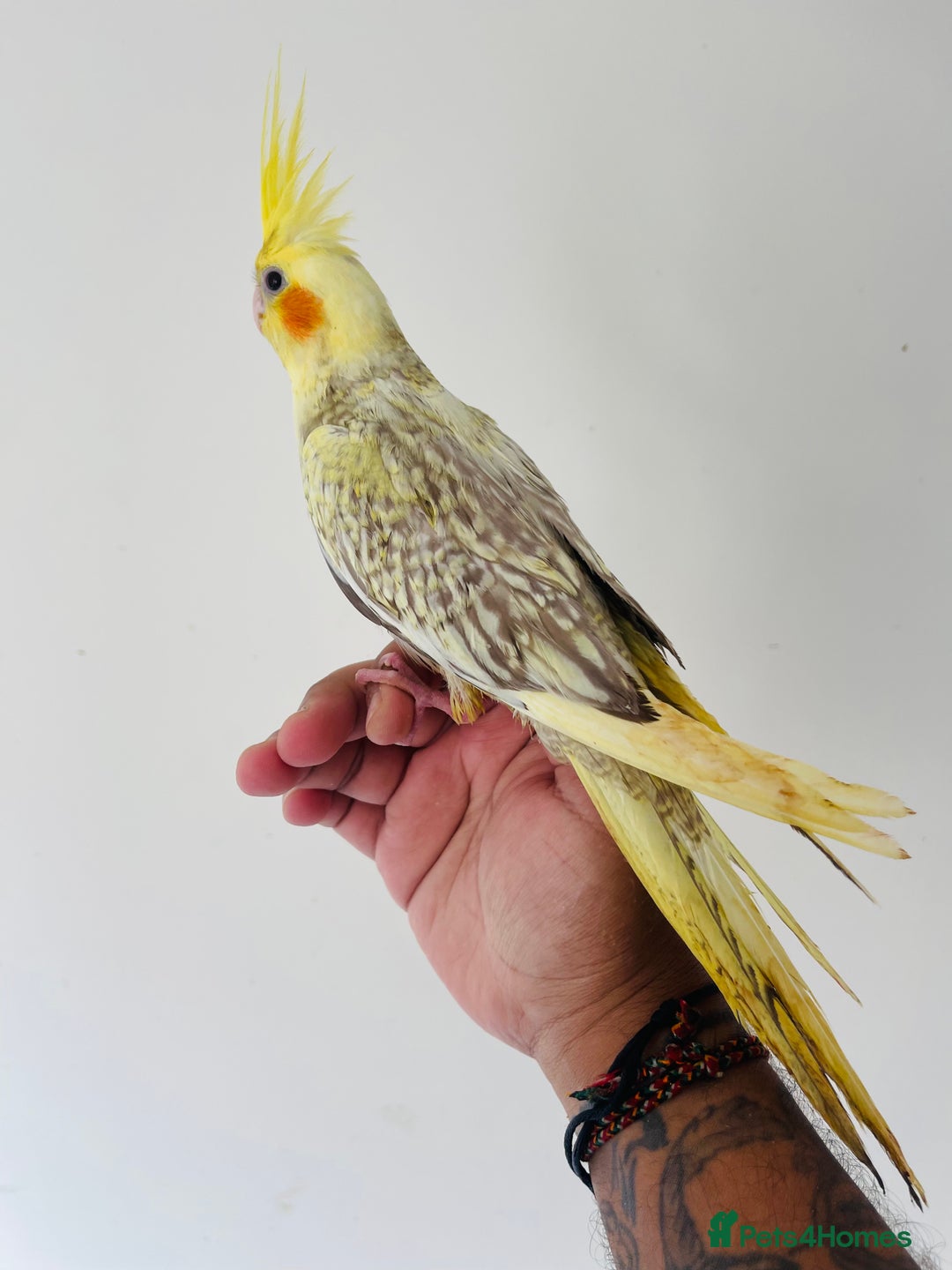 Cockatiels birds for sale: Hand reared cockatiels for sale  - Image 9