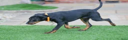Mixed Breed dogs for adoption: Lovely Little Lotus - Advert 8