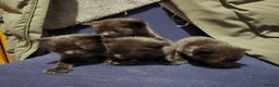 Bengal cats for sale: Beautiful BengalxBlack BengalxHimalayan Kittens - Advert 8