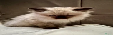 Ragdoll Kitten 4
