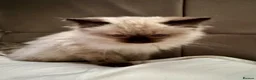 Ragdoll cats for sale: Beautiful Pure Ragdoll kittens vacs/mchipped  - Advert 24