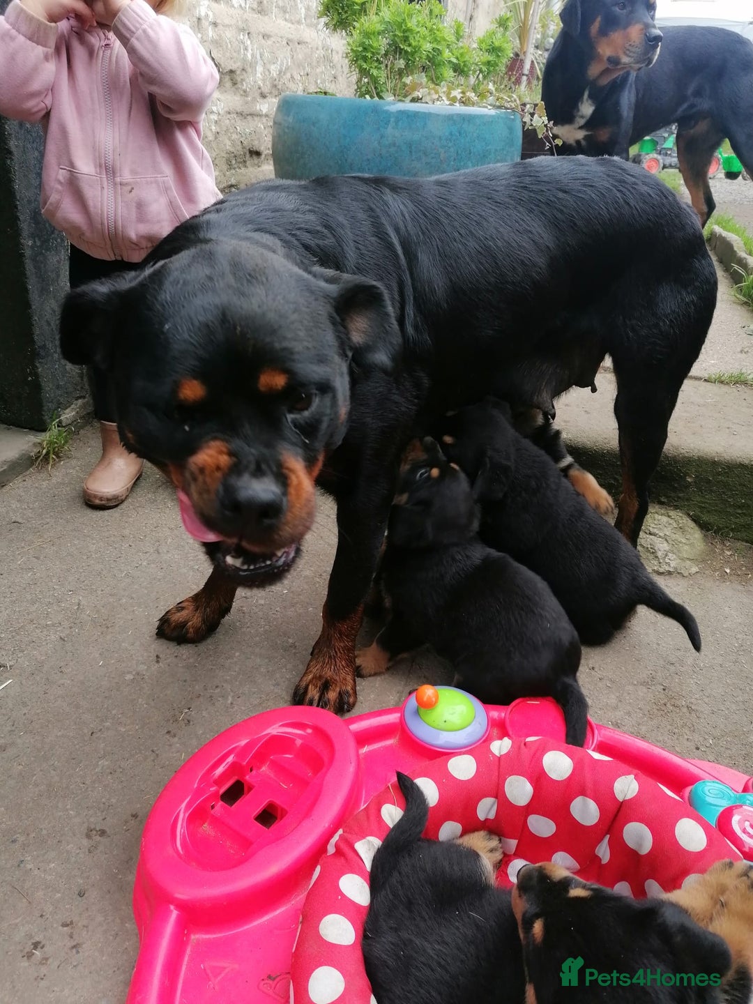 Rottweiler dogs for sale: 6 Chunky Rottweiler Puppies  - Image 11