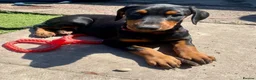 Dobermann dogs for sale: Dobermann Pup Last one  - Advert 4