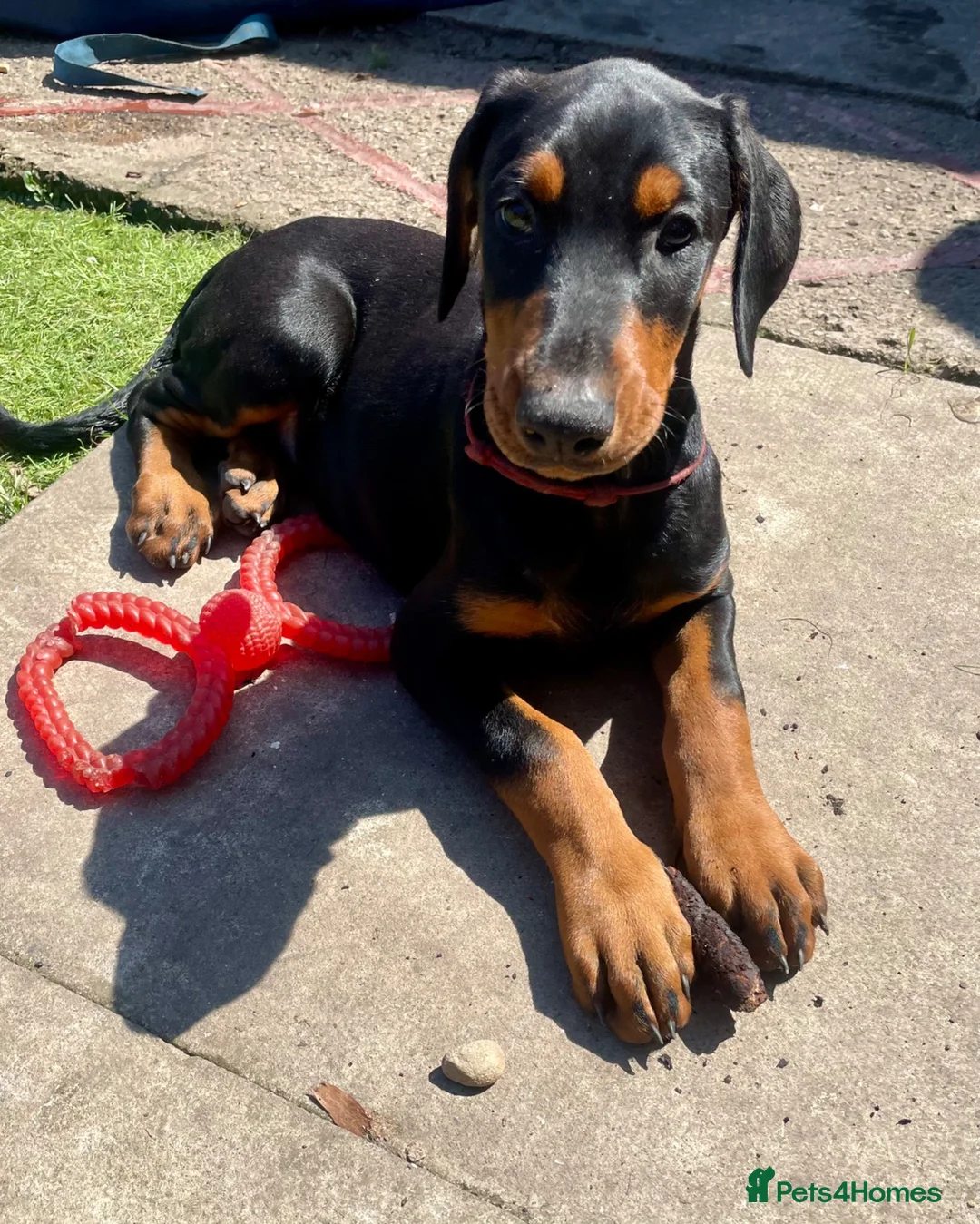 Dobermann dogs for sale: Dobermann Pup Last one  - Advert 4
