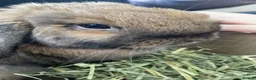 Mini Lop rabbits for sale: Lovely Mini Lop Female in Barnet - Advert 1