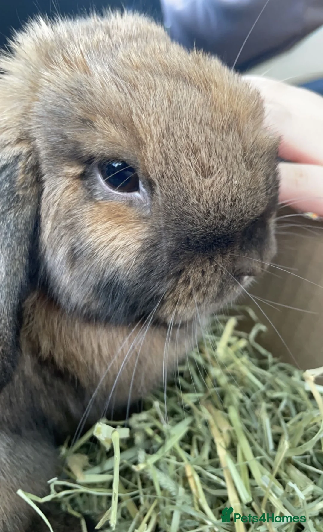 Mini Lop rabbits for sale: Lovely Mini Lop Female in Barnet - Advert 1