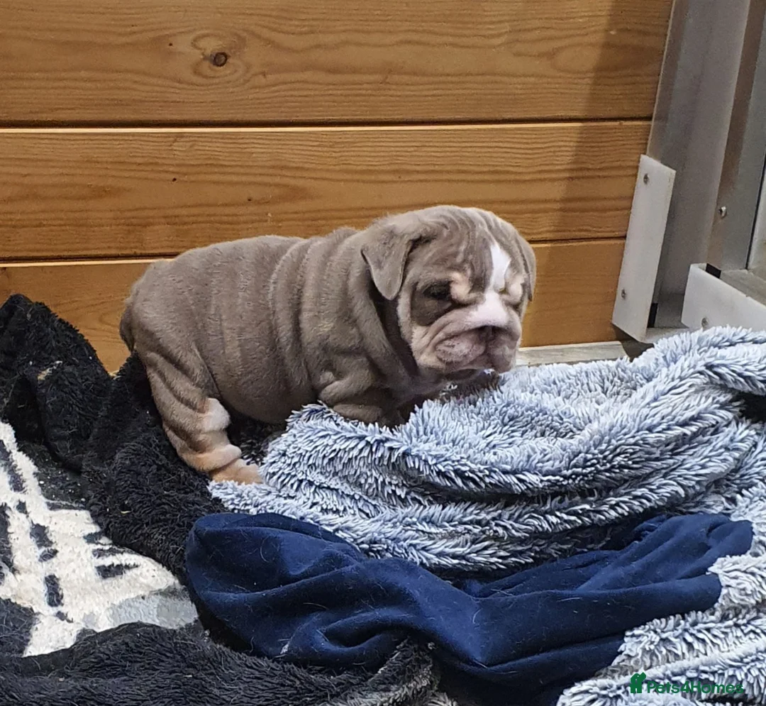 English Bulldog dogs for sale: Lovely lilac and tan Merle girl - Advert 13