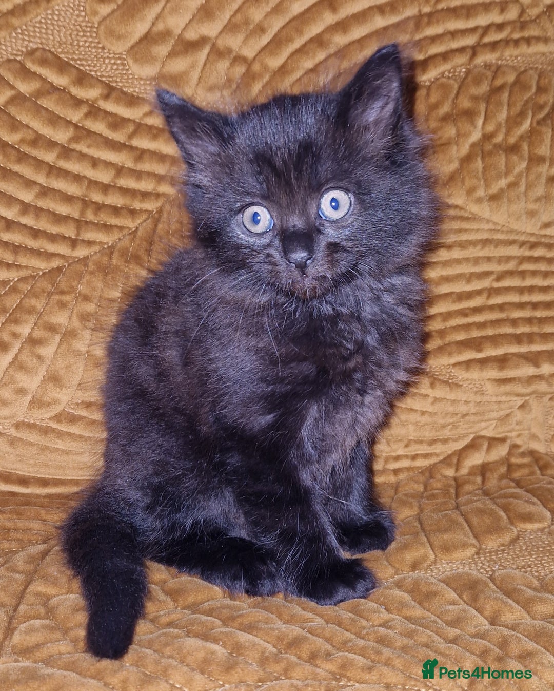 Domestic Shorthair cats for sale: Adorable Kittens Ready for Their Forever Homes - Advert 11