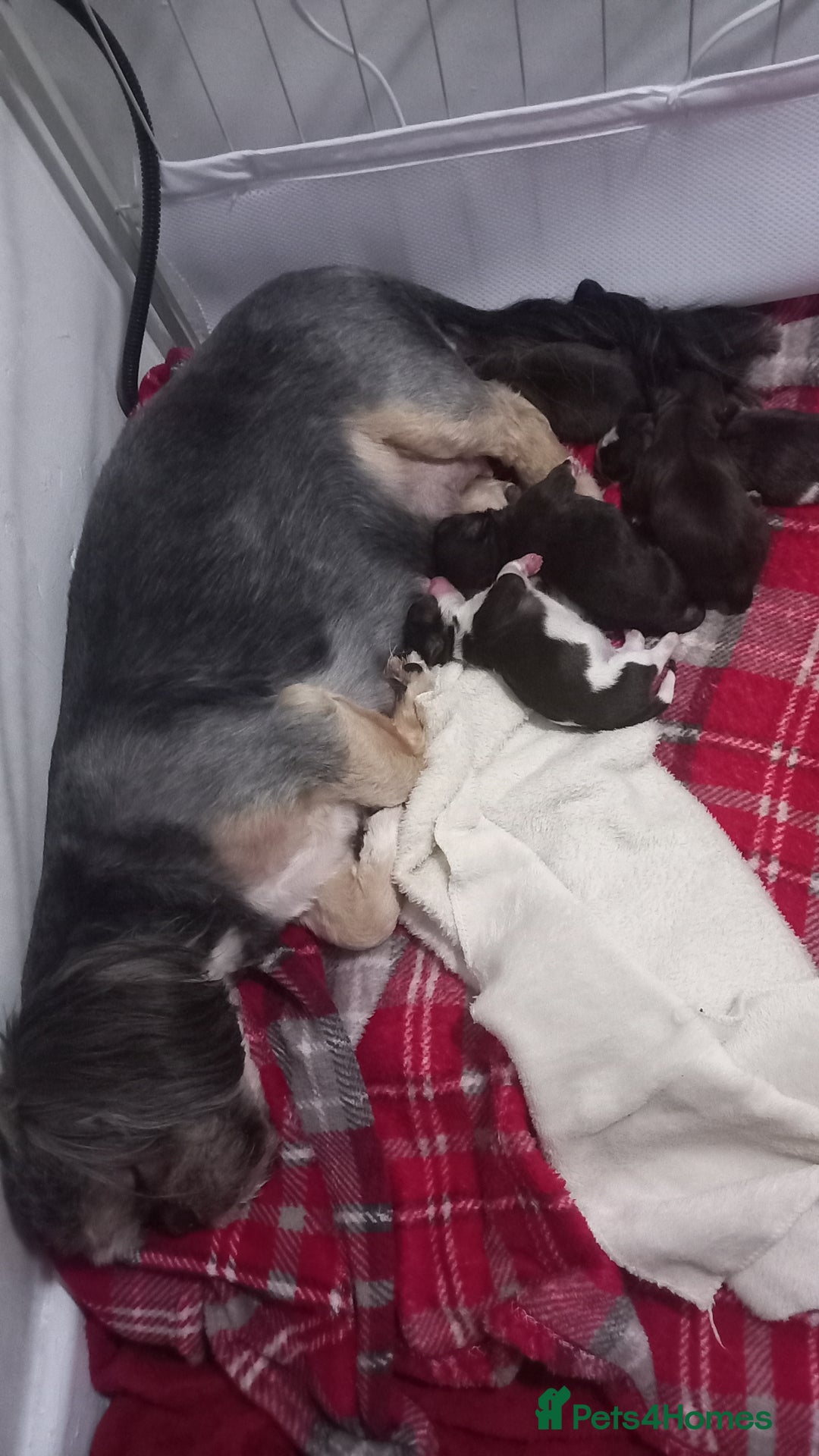 Shih Tzu dogs for sale: Shih zue puppies  - Image 5