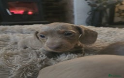 Miniature Dachshund dogs for sale: Minature Daschund - Image 2