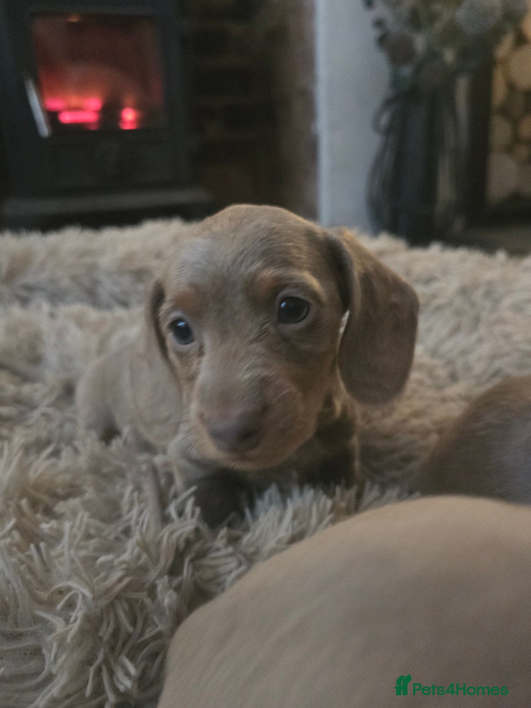 Miniature Dachshund dogs for sale: Minature Daschund - Image 2