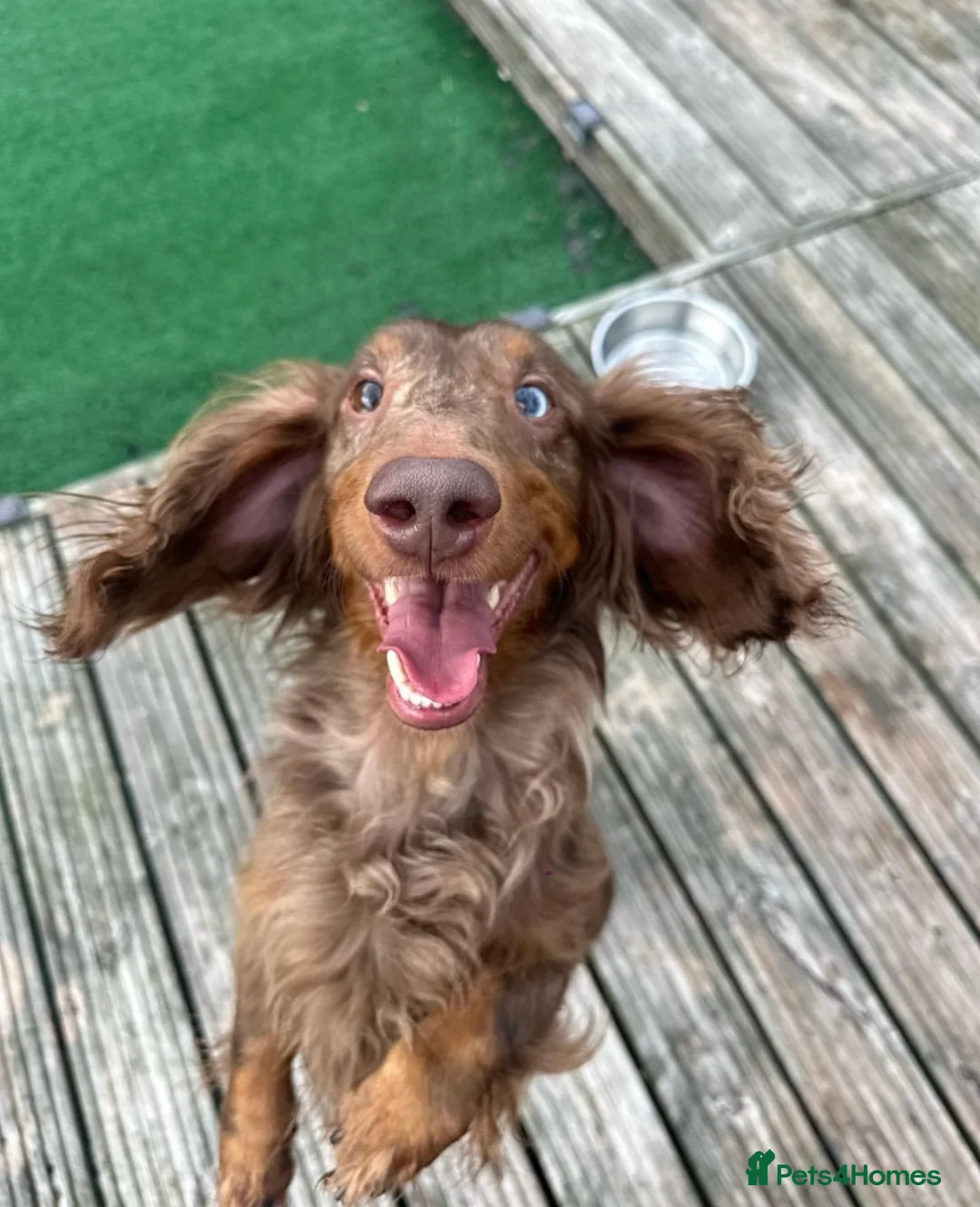 Dachshund dogs for stud: PROVEN KC Reg Longhaired dapple dachshund for STUD in Middlesbrough - Advert 4