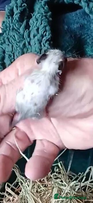 Degus rodents BABY DEGUS READY WHEN 6 WEEKS OLD - Advert 1