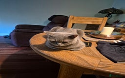 British Shorthair cats for sale: High pedigree British blue - Image 4