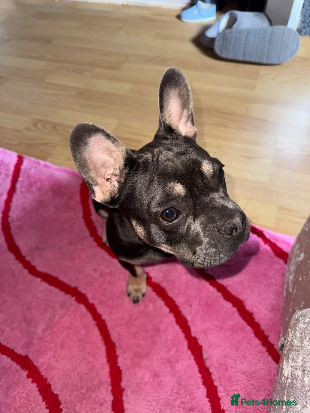 French Bulldog dogs for sale: Raven  in Liskeard - Advert 2