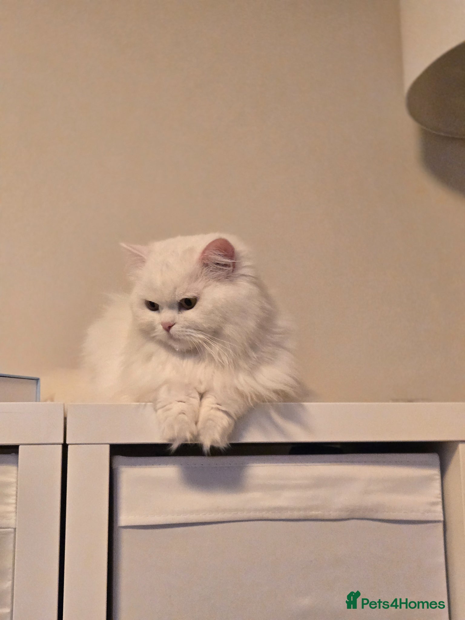 Persian cats Miniature persian, breeding female short leg  - Advert 4