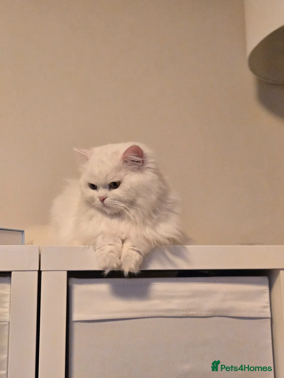 Persian cats for sale: Miniature persian, breeding female short leg  - Advert 1