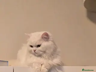 Persian cats Miniature persian, breeding female short leg - Advert 2