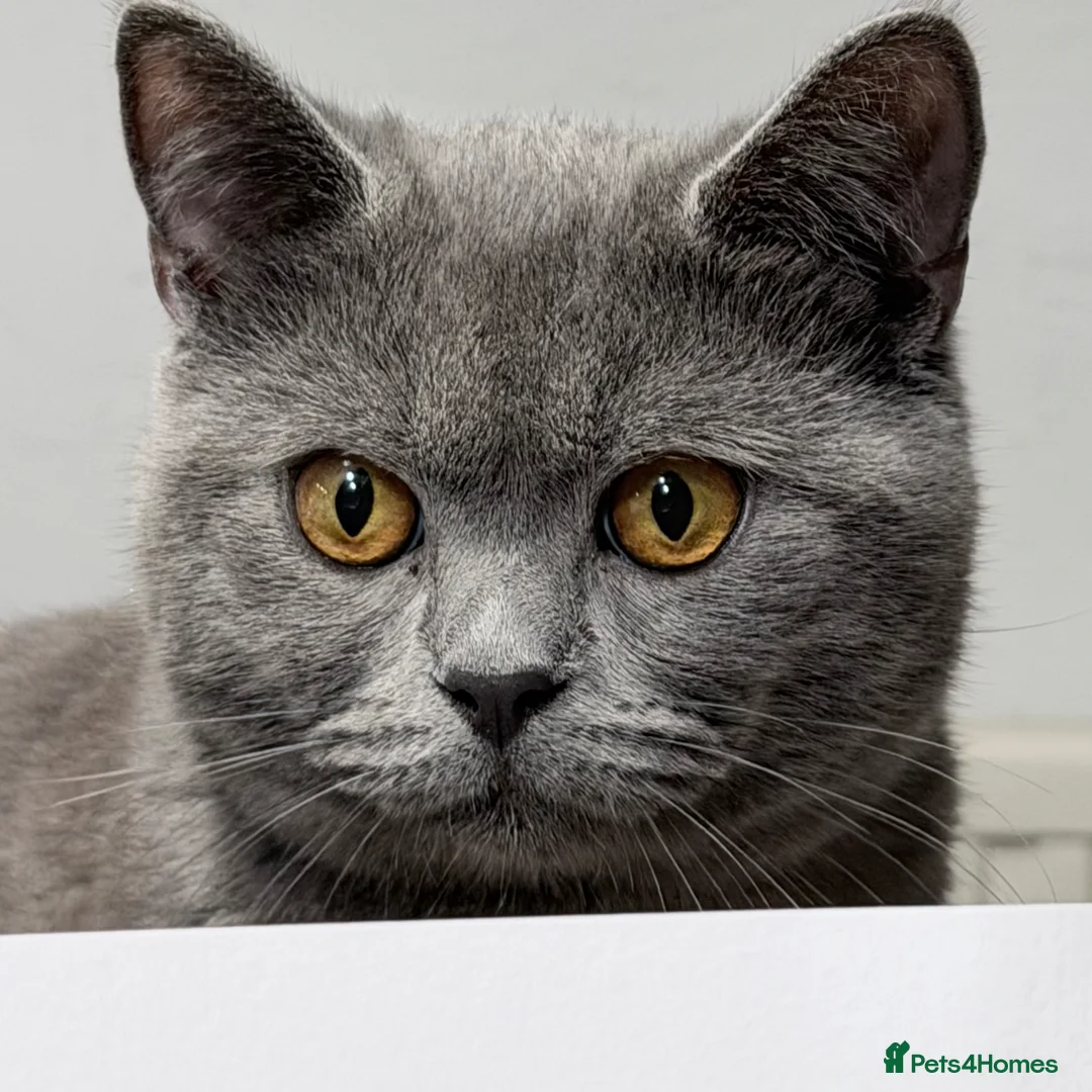 British Shorthair cats for sale: British shorthair  in London - Advert 2