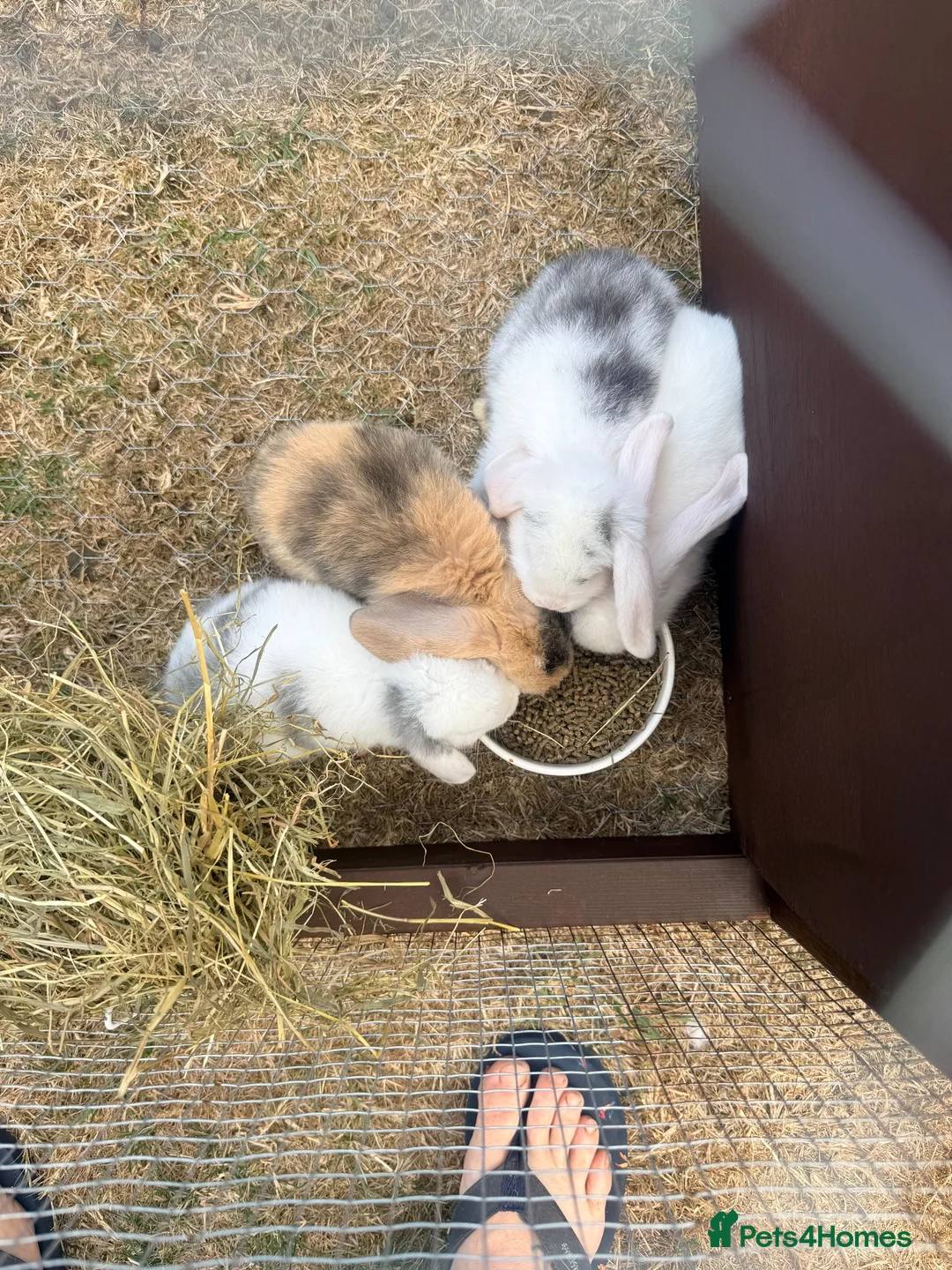 Mini Lop rabbits for sale: Pure Mini lops 6 weeks old - Advert 2