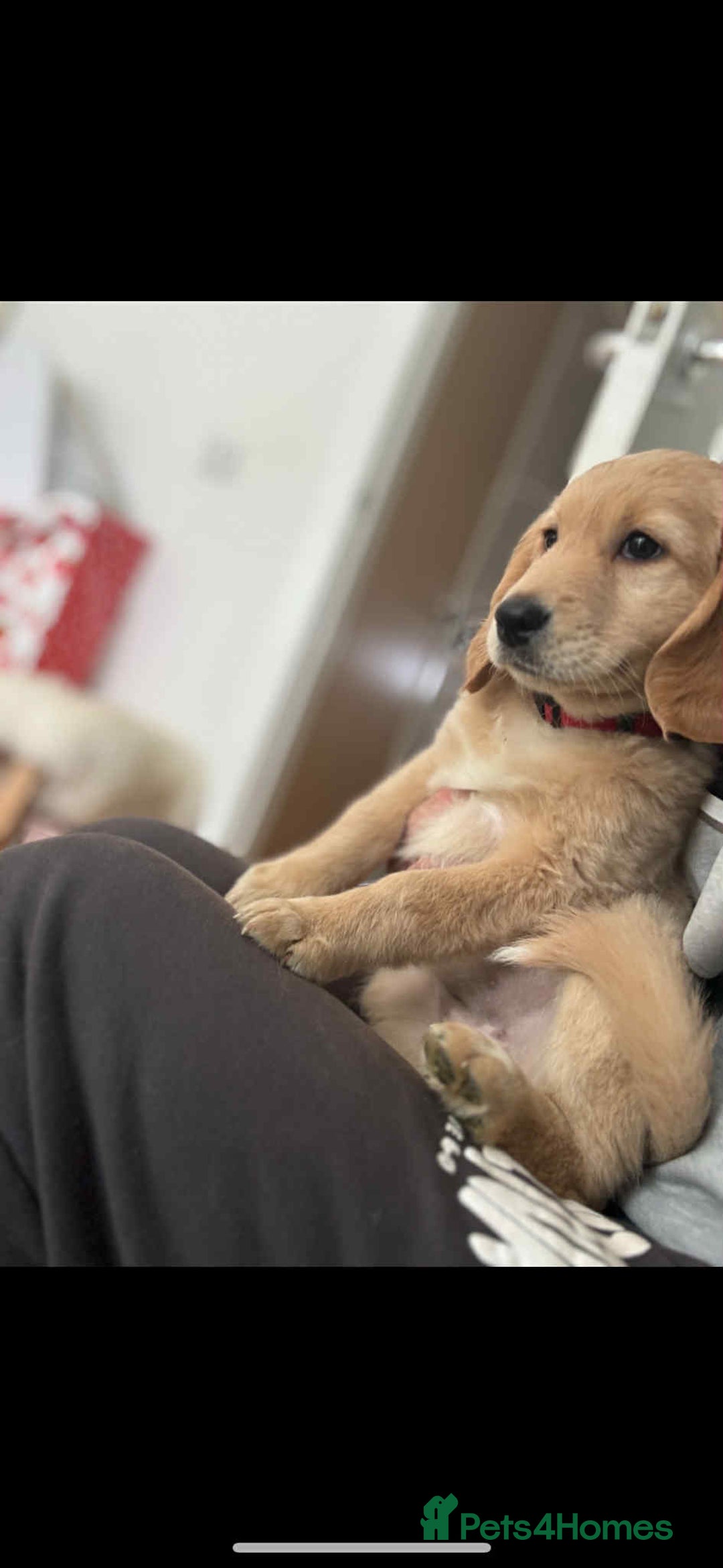 Labradoodle dogs for sale: 2nd GenLabradoodles 1 girl left ready to go now - Image 3