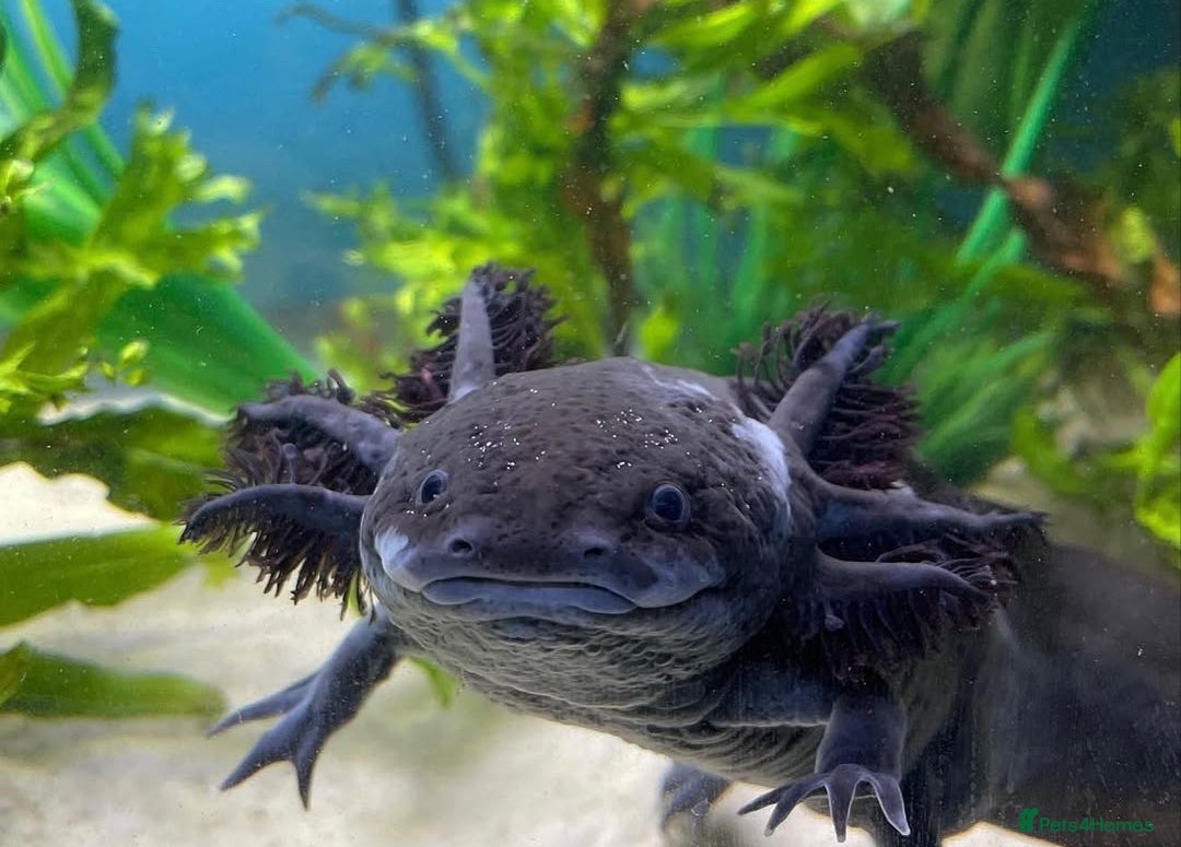 Axolotl reptiles Melanoid axolotl female  - Advert 1