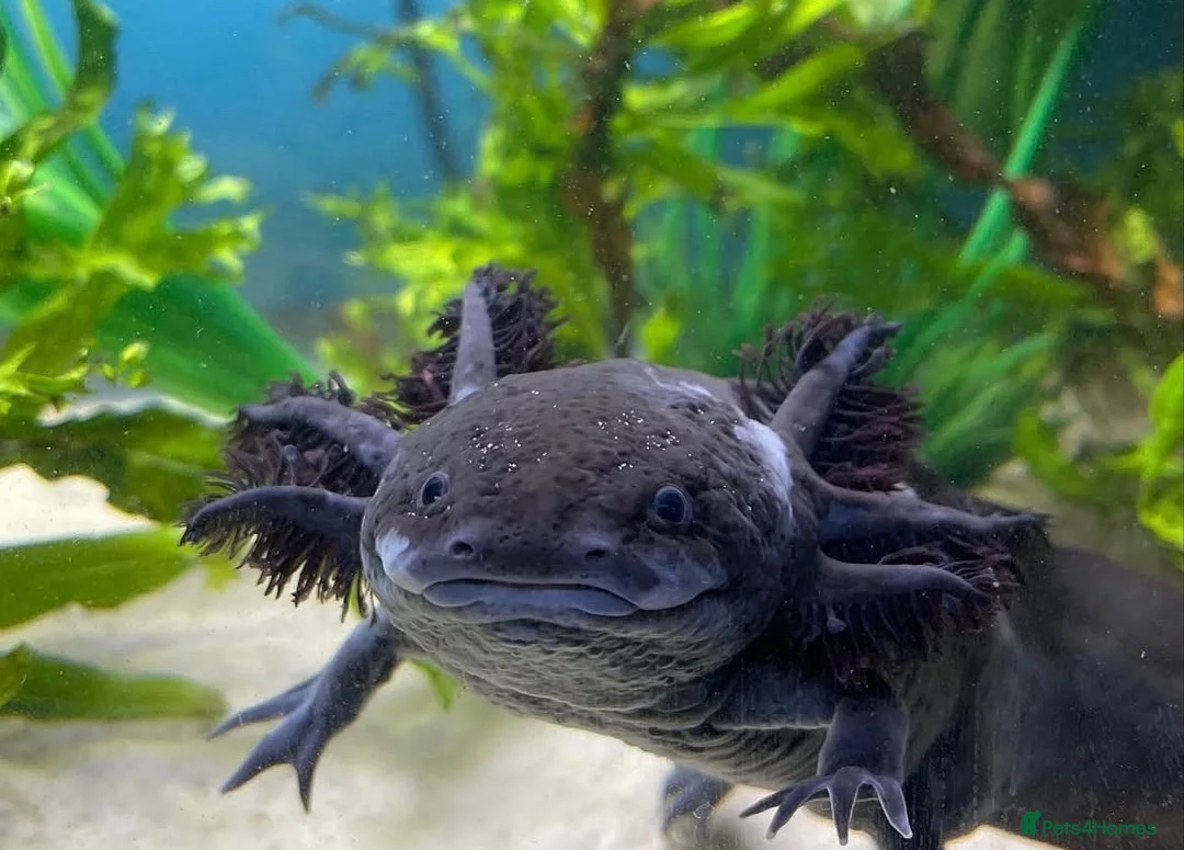 Axolotl reptiles for sale: Melanoid axolotl female  - Advert 1