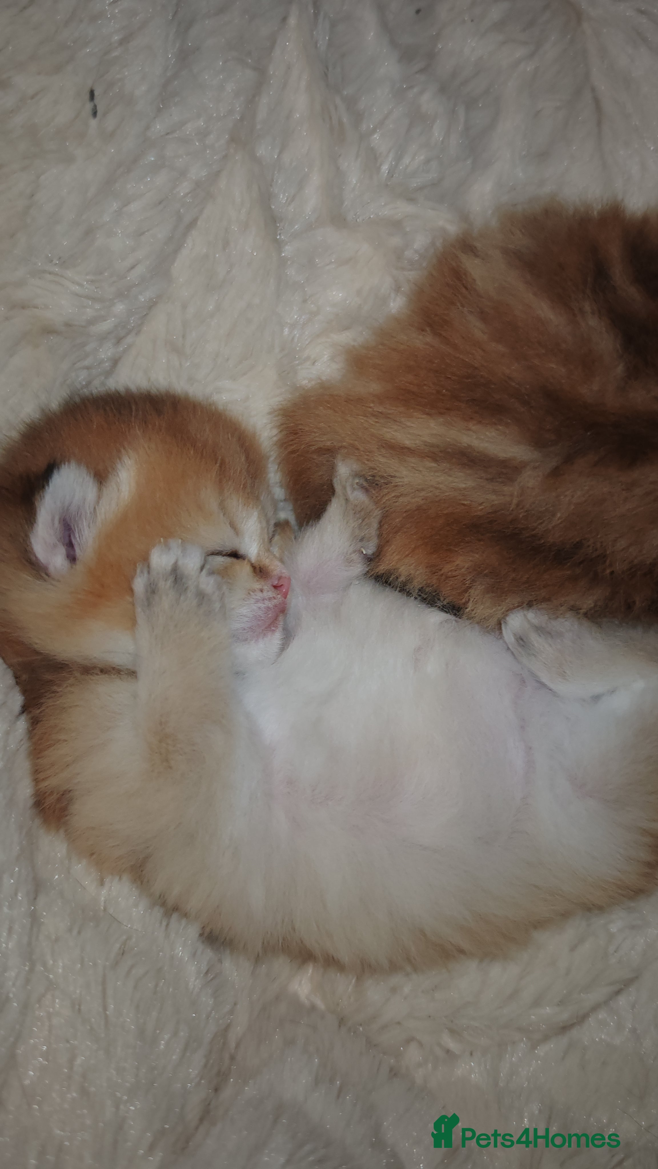 British Shorthair cats Stunning pedigree BSH Golden black Chinchilla  - Advert 2